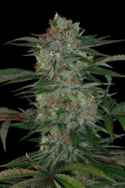 Qush Regular cannabis flower bud by TGA Subcool Seeds