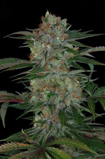 Qush Regular cannabis flower bud by TGA Subcool Seeds