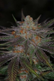 Ripped Bubba Regular cannabis flower bud by TGA Subcool Seeds