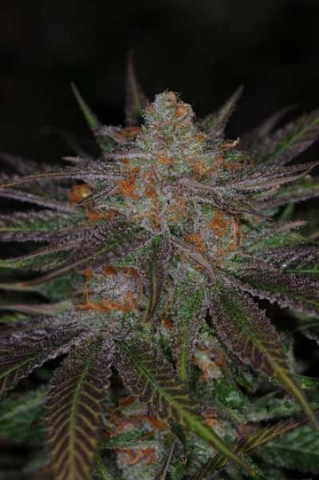 Ripped Bubba Regular cannabis flower bud by TGA Subcool Seeds
