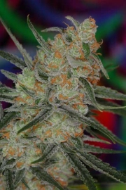 Space Bomb Regular cannabis flower bud by TGA Subcool Seeds