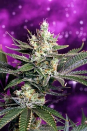 Space Dawg Regular cannabis flower bud by TGA Subcool Seeds