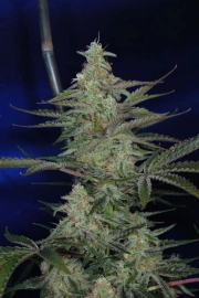 The Third Dimension Regular cannabis flower bud by TGA Subcool Seeds