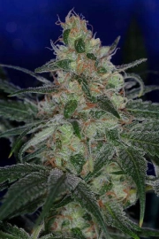 The Void (AKA Purple Apollo) Regular cannabis flower bud by TGA Subcool Seeds