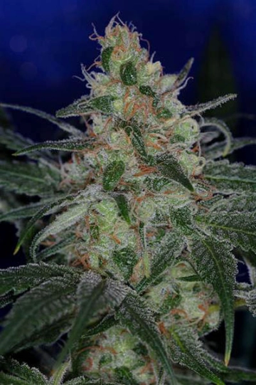 The Void (AKA Purple Apollo) Regular cannabis flower bud by TGA Subcool Seeds