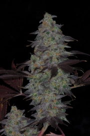 Timewreck Regular cannabis flower bud by TGA Subcool Seeds