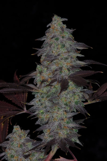 Timewreck Regular cannabis flower bud by TGA Subcool Seeds