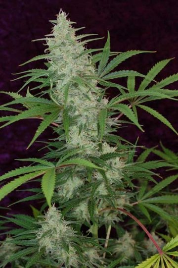 Vortex Regular cannabis flower bud by TGA Subcool Seeds