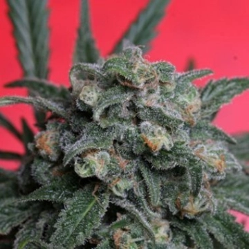 A-Train Feminized cannabis flower bud by TH Seeds