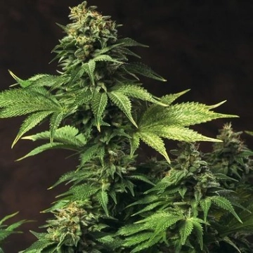 Akorn Feminized cannabis flower bud by TH Seeds
