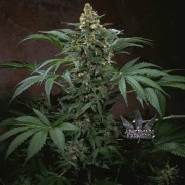 Bubblegum Regular cannabis flower bud by TH Seeds