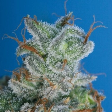 Burmese Kush Regular cannabis flower bud by TH Seeds