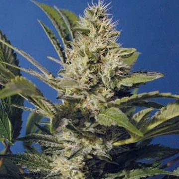 Chocolate Chunk Regular cannabis flower bud by TH Seeds