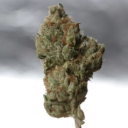 Cold Creek Kush Regular cannabis flower bud by TH Seeds