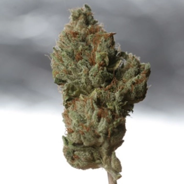 Cold Creek Kush Regular cannabis flower bud by TH Seeds