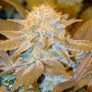 Critical Hog Feminized cannabis flower bud by TH Seeds