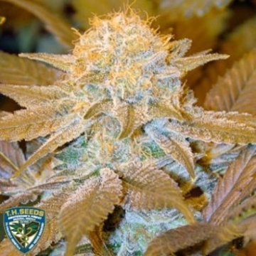 Critical Hog Feminized cannabis flower bud by TH Seeds