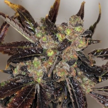 Da Purps Regular cannabis flower bud by TH Seeds