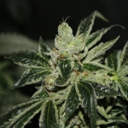 Darkstar Kush Feminized cannabis flower bud by TH Seeds
