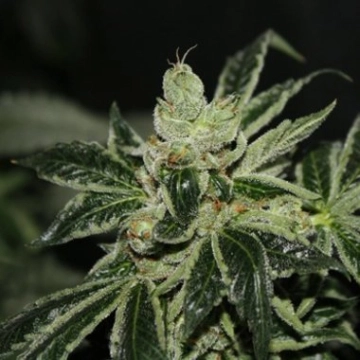 Darkstar REGS Regular cannabis flower bud by TH Seeds