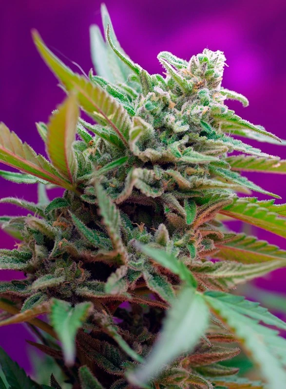 Black Jack Auto – Sweet Seeds – Manufacturer image