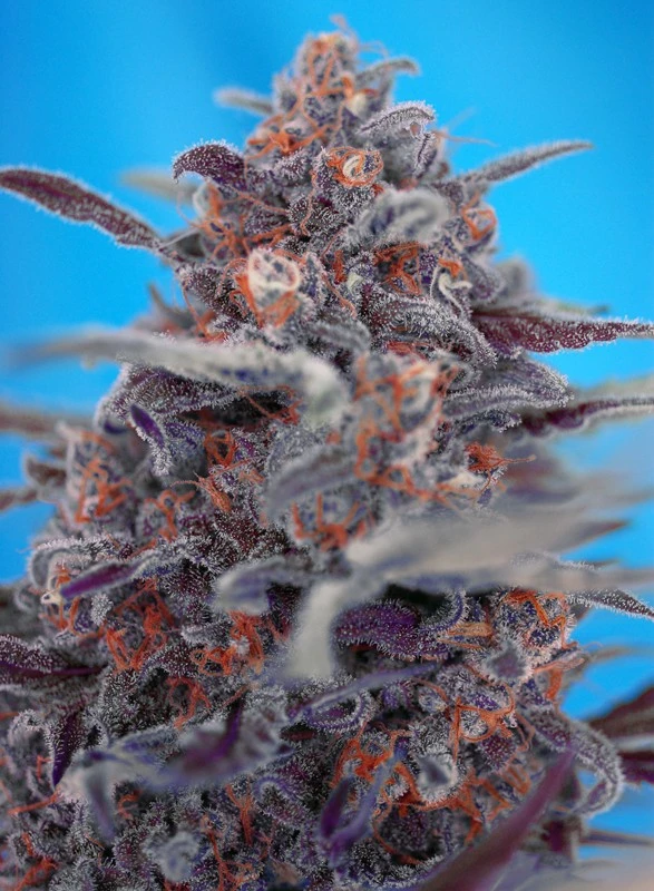 Devil Cream Auto – Sweet Seeds – Manufacturer image