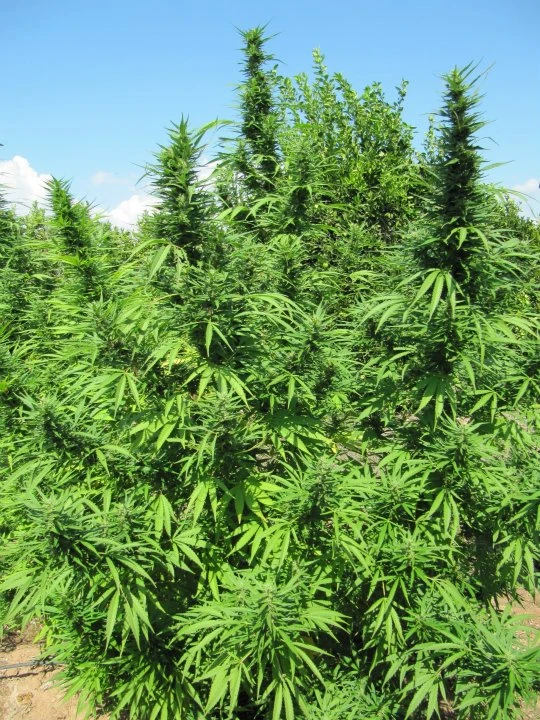 Bangi Haze – Ace Seeds – Manufacturer image