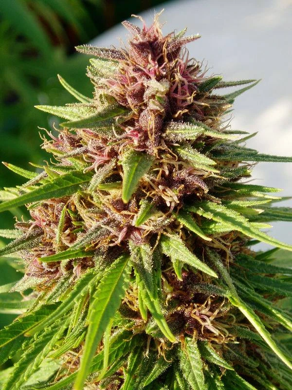 Erdpurt – Ace Seeds – Manufacturer image