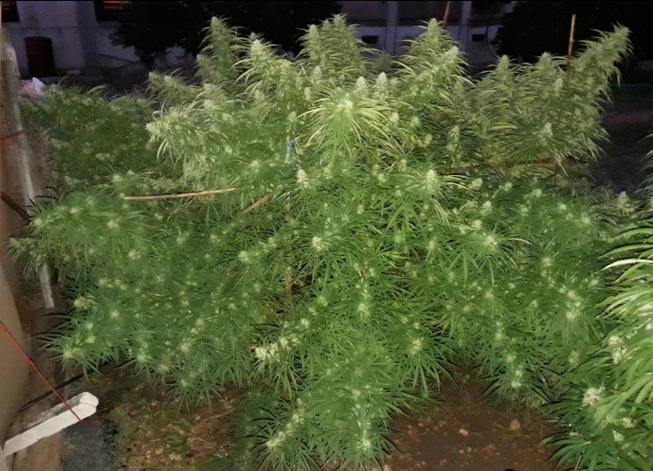 Malawi – Ace Seeds – Manufacturer image