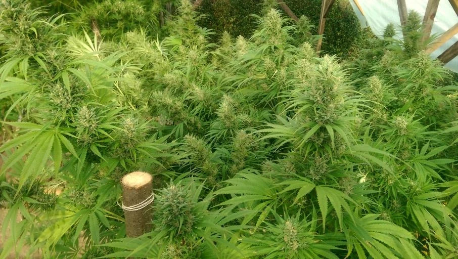 Nepal Jam – Ace Seeds – Manufacturer image