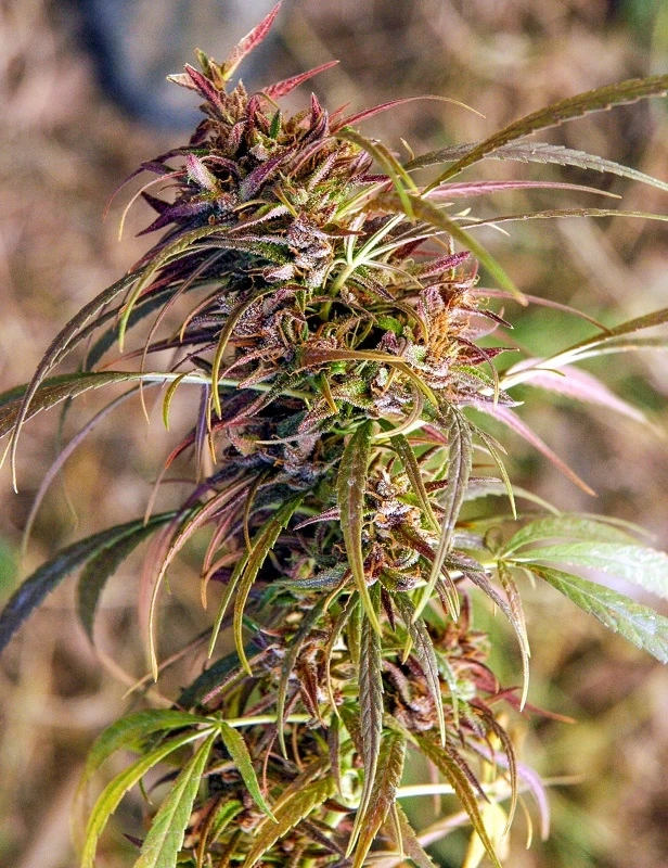 Oldtimer's Haze – Ace Seeds – Manufacturer image