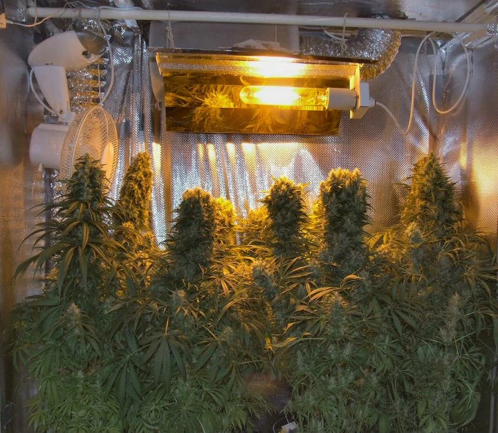 Orient Express – Ace Seeds – Manufacturer image