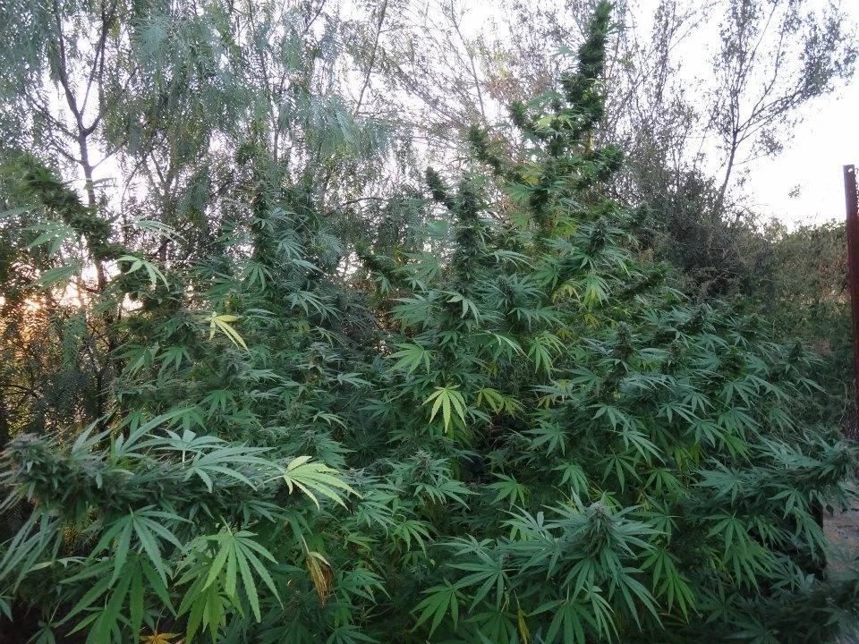 Panama – Ace Seeds – Manufacturer image