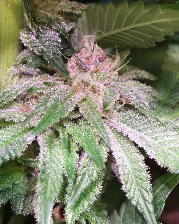 Bubba Kush X PCK – Ace Seeds – Manufacturer image