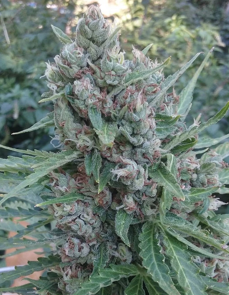 Zamaldelica Auto – Ace Seeds – Manufacturer image