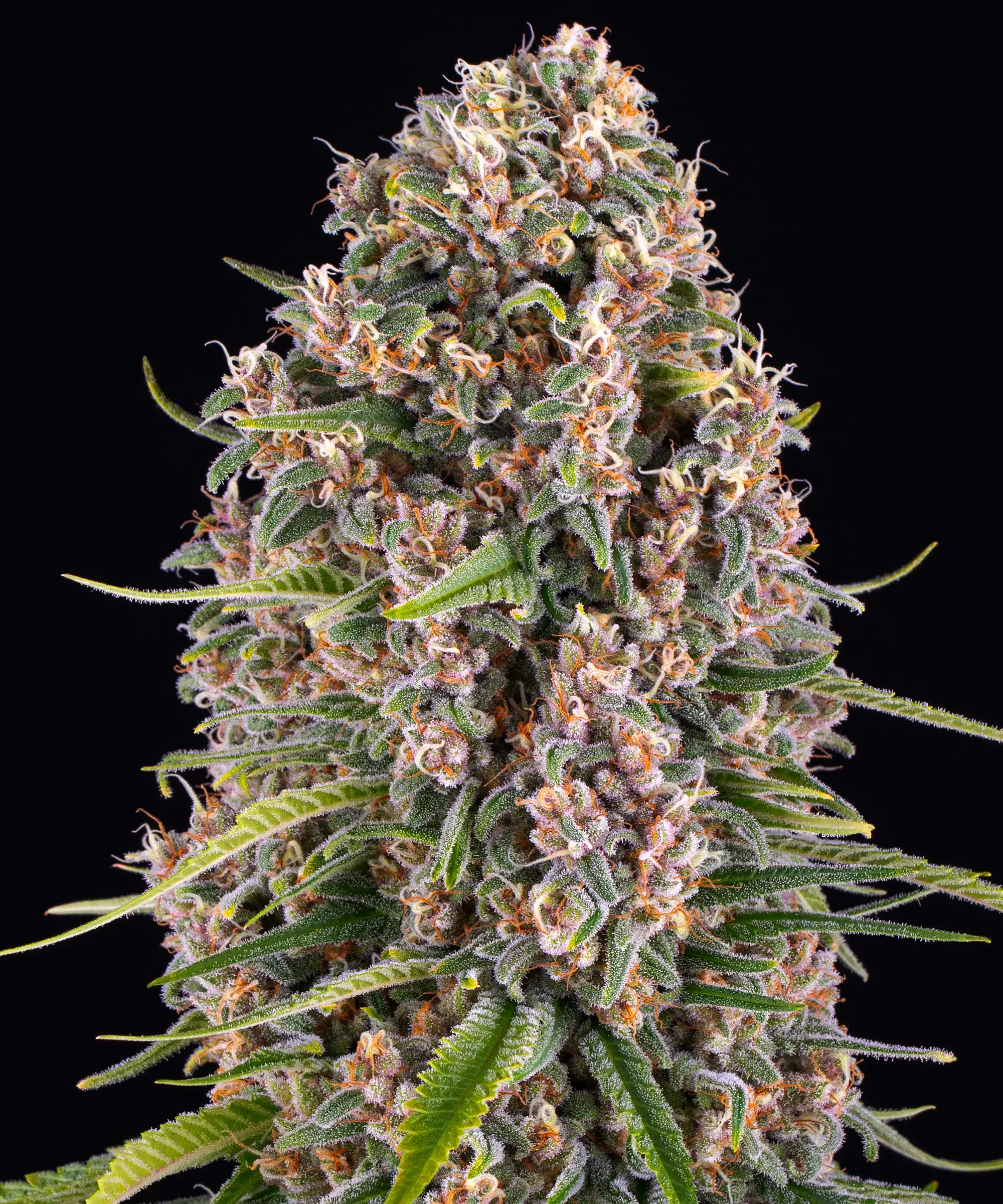 Blueberry Cheese – Barneys Farm – Manufacturer image