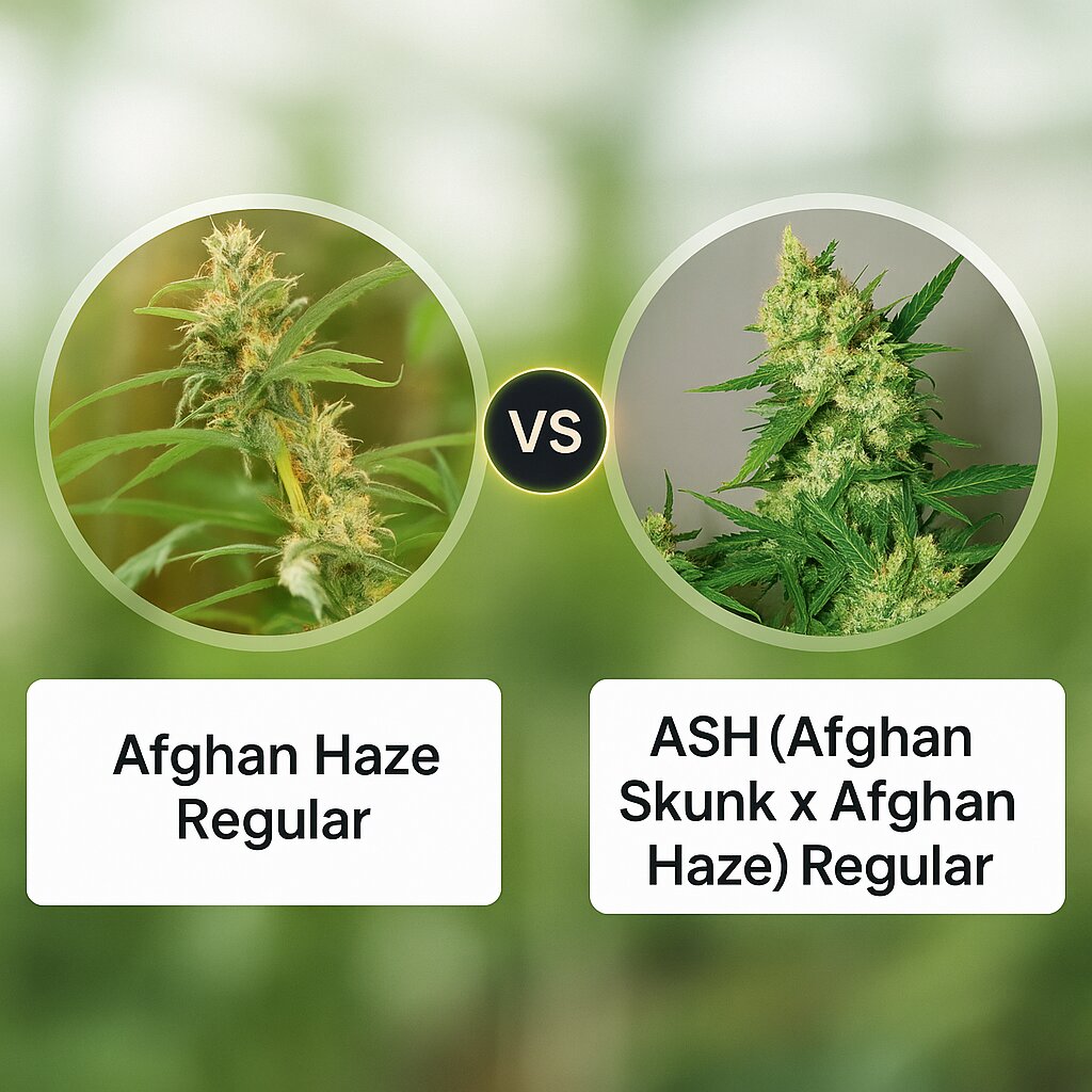 Afghan Haze (Mr Nice Seedbank) vs ASH (Afghan Skunk x Afghan Haze) (Mr Nice Seedbank) cannabis seeds comparison