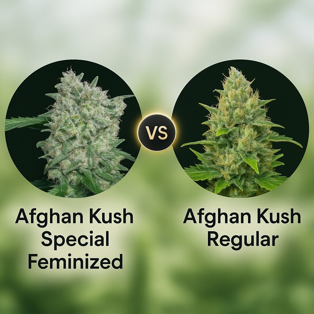 Afghan Kush Special (World of Seeds) vs Afghan Kush (World of Seeds) cannabis seeds comparison
