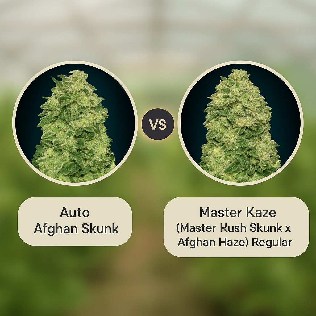 Auto Afghan Skunk (Advanced Seeds) vs Master Kaze (Master Kush Skunk x Afghan Haze) (Mr Nice Seedbank) cannabis seeds comparison