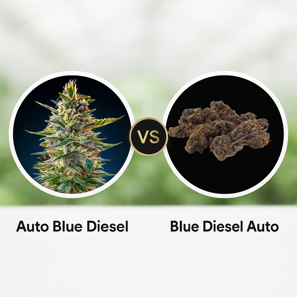 Auto Blue Diesel (Advanced Seeds) vs Blue Diesel (Growers Choice) cannabis seeds comparison