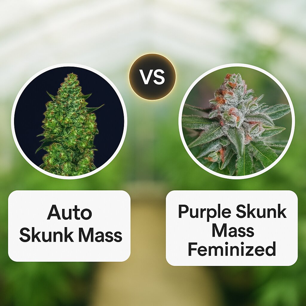 Auto Skunk Mass (Advanced Seeds) vs Purple Skunk Mass (Critical Mass Collective) cannabis seeds comparison