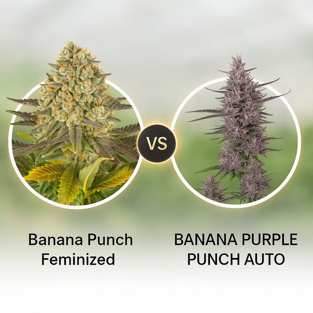 Banana Punch (Barneys Farm) vs BANANA PURPLE PUNCH AUTO (FastBuds) cannabis seeds comparison
