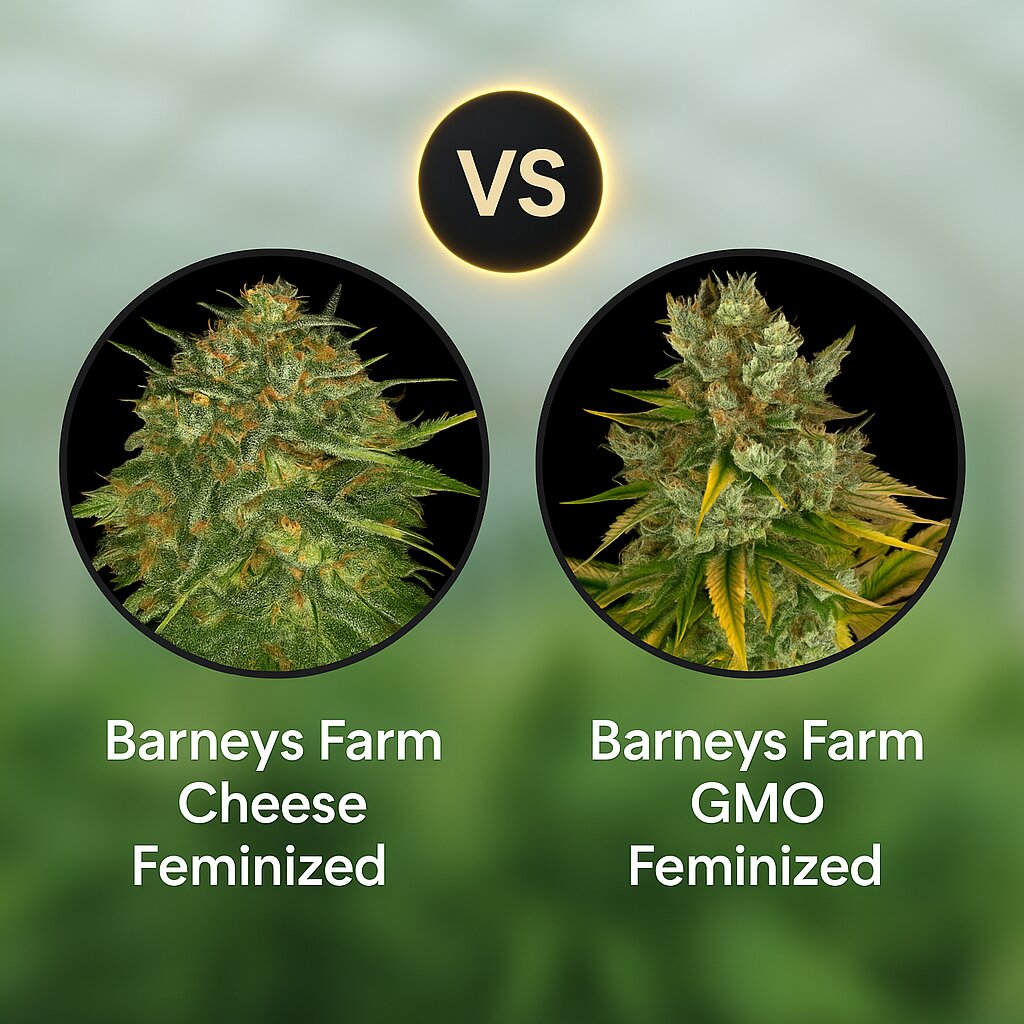 Barneys Farm Cheese (Barneys Farm) vs Barneys Farm GMO (Barneys Farm) cannabis seeds comparison