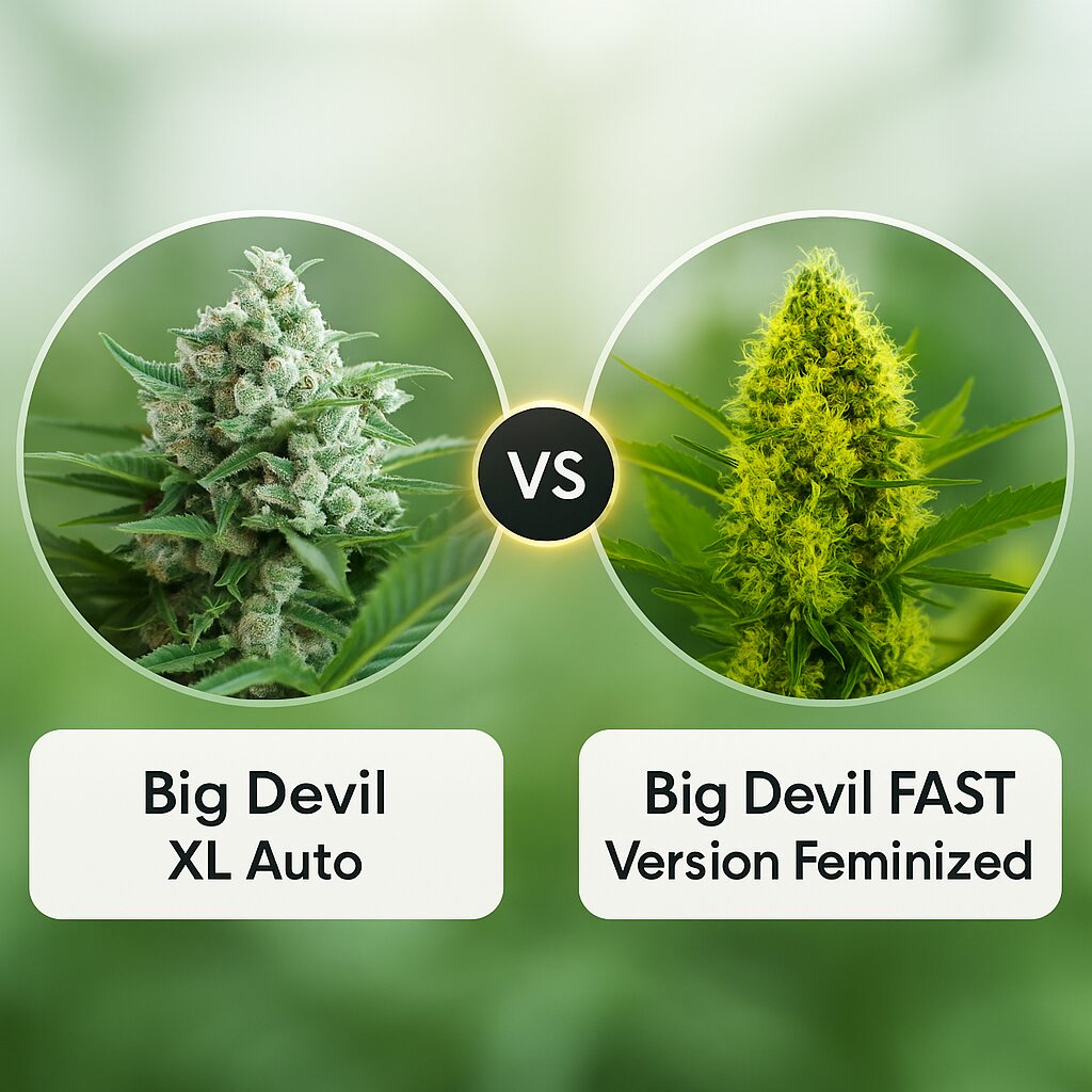 Big Devil XL Auto (Sweet Seeds) vs Big Devil FAST Version (Sweet Seeds) cannabis seeds comparison