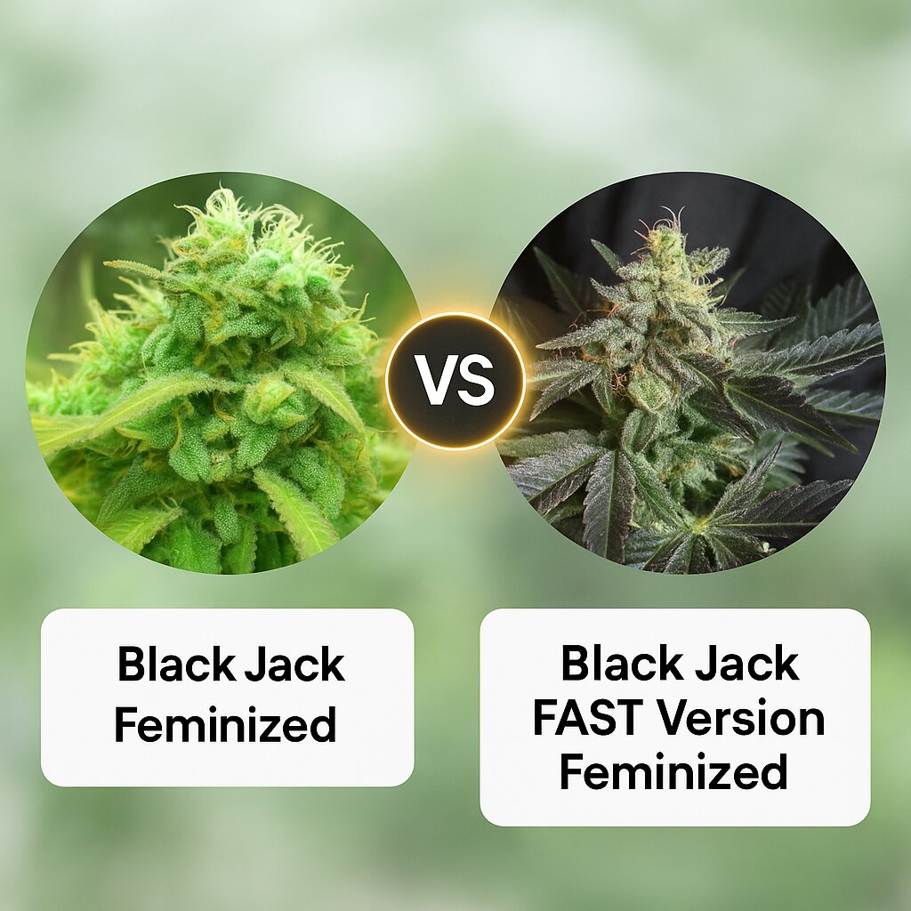 Black Jack (Nirvana Seeds) vs Black Jack FAST Version (Sweet Seeds) cannabis seeds comparison