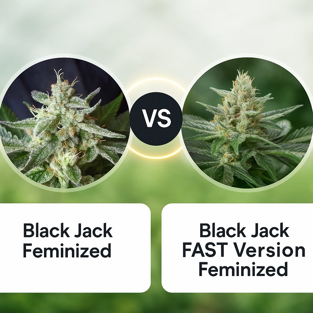 Black Jack (Sweet Seeds) vs Black Jack FAST Version (Sweet Seeds) cannabis seeds comparison