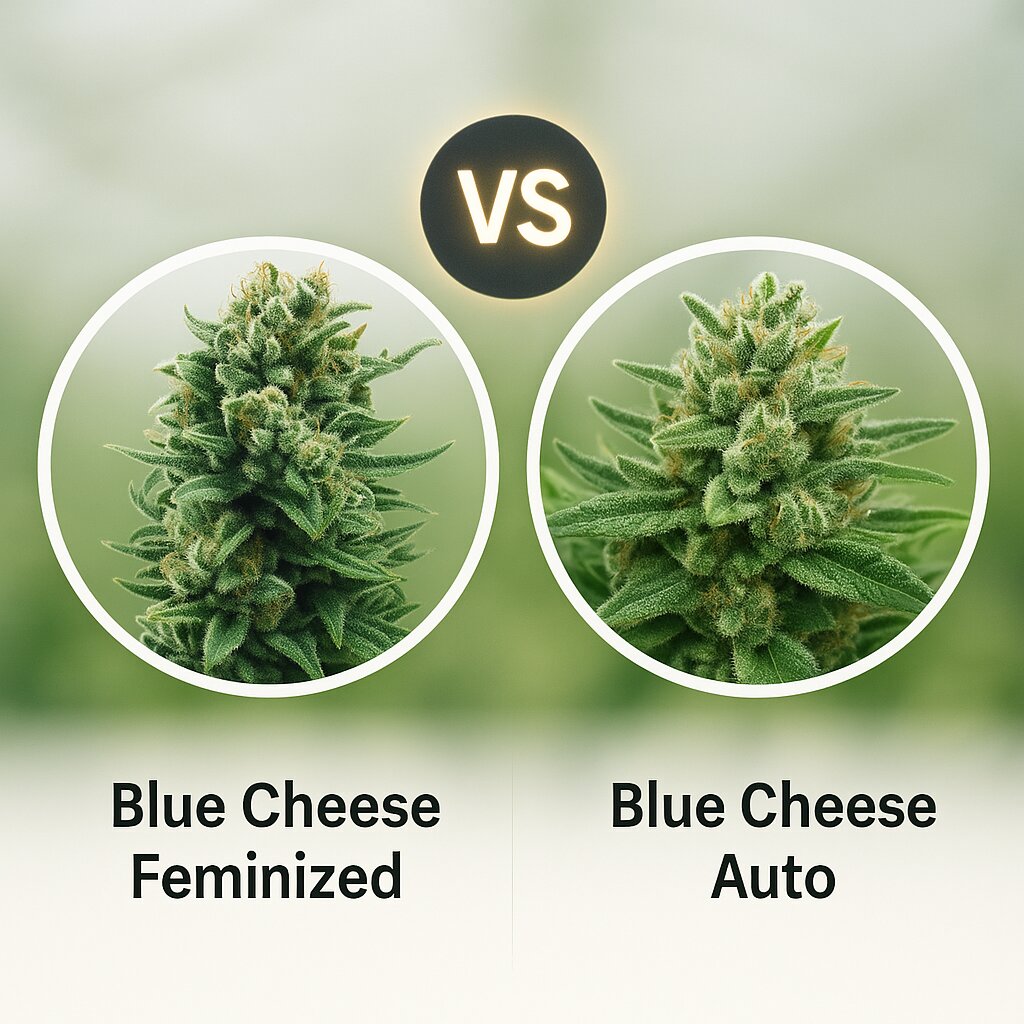 Blue Cheese (Royal Queen Seeds) vs Blue Cheese Auto (Big Buddha Seeds) cannabis seeds comparison