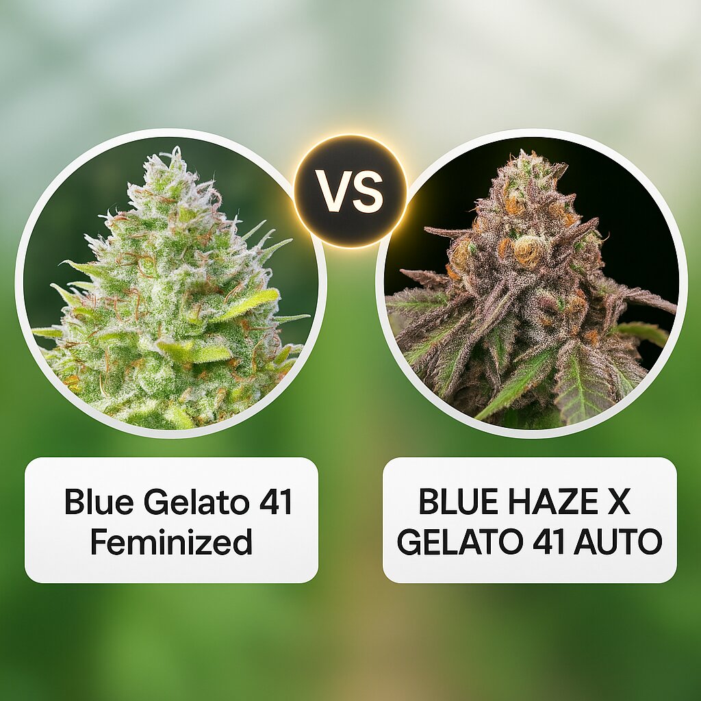 Blue Gelato 41 (Barneys Farm) vs BLUE HAZE X GELATO 41 AUTO (Greenhouse Seed Co) cannabis seeds comparison