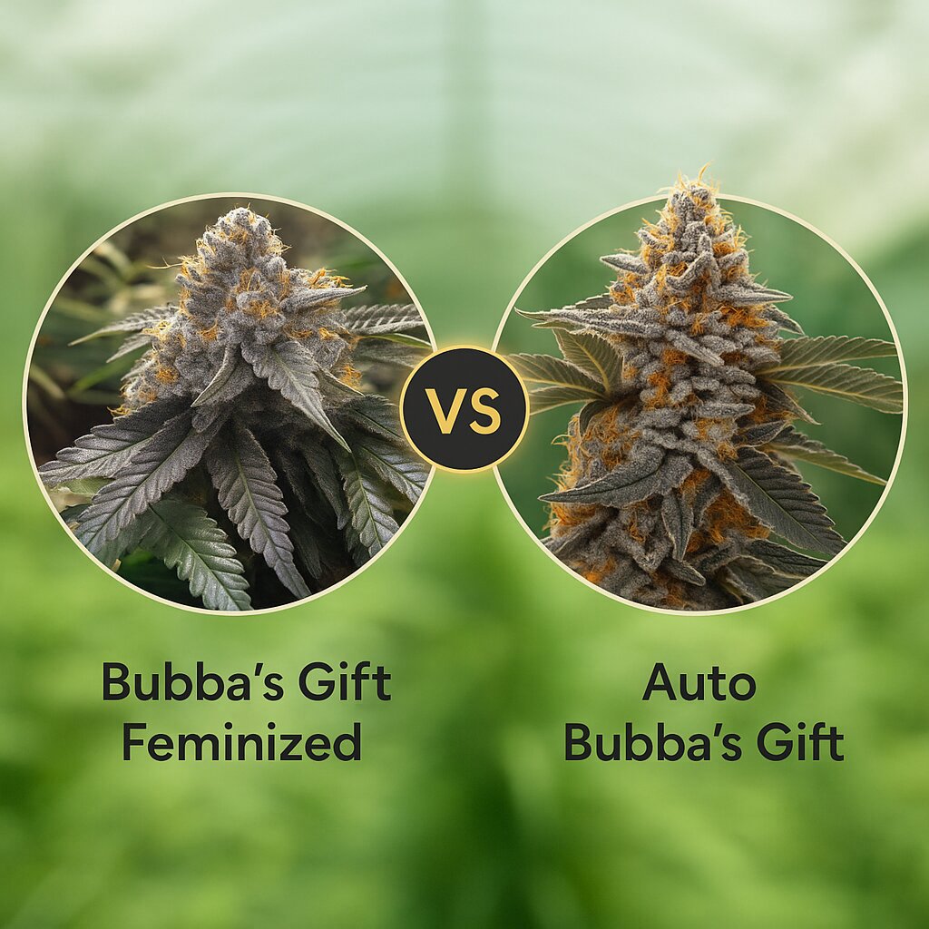 Bubba's Gift (Humboldt Seed Organization) vs Auto Bubba's Gift (00 Seeds) cannabis seeds comparison