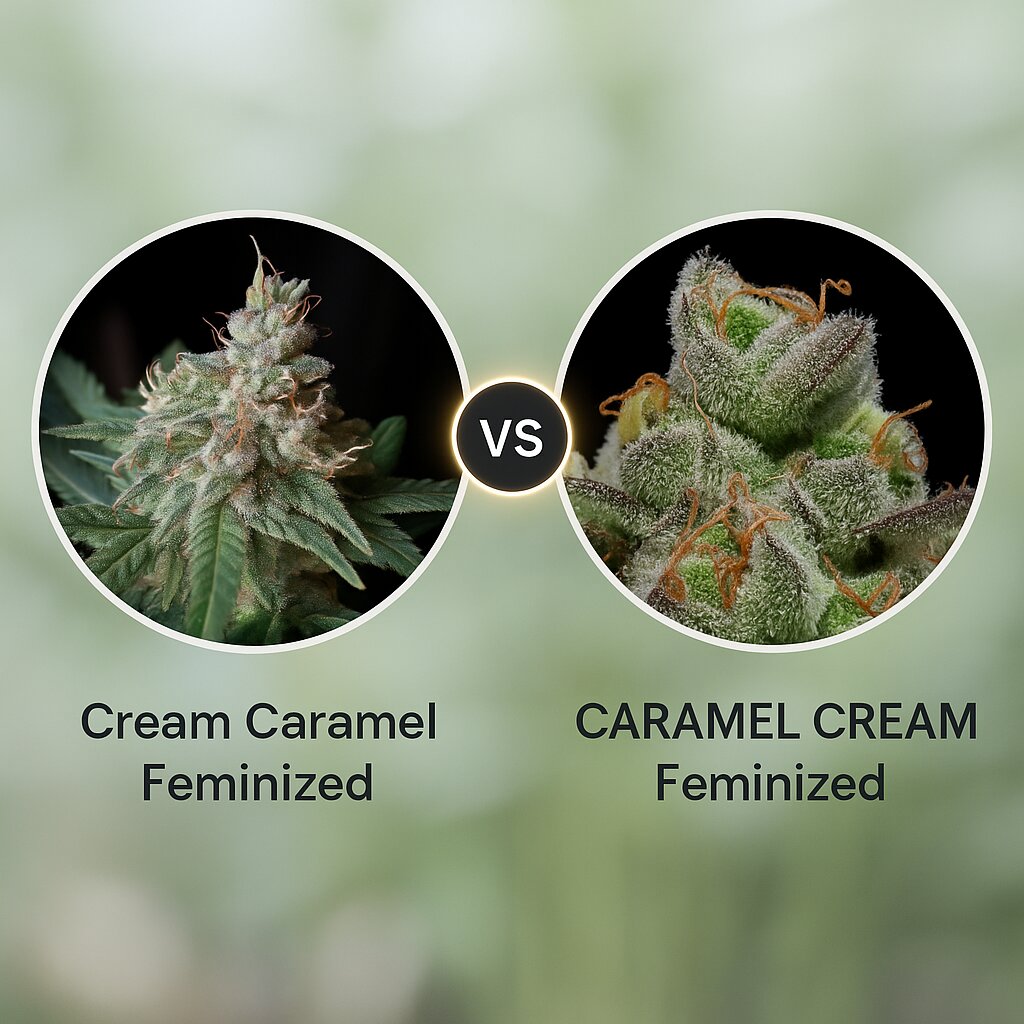 Cream Caramel (Sweet Seeds) vs CARAMEL CREAM (Humboldt Seed Company) cannabis seeds comparison